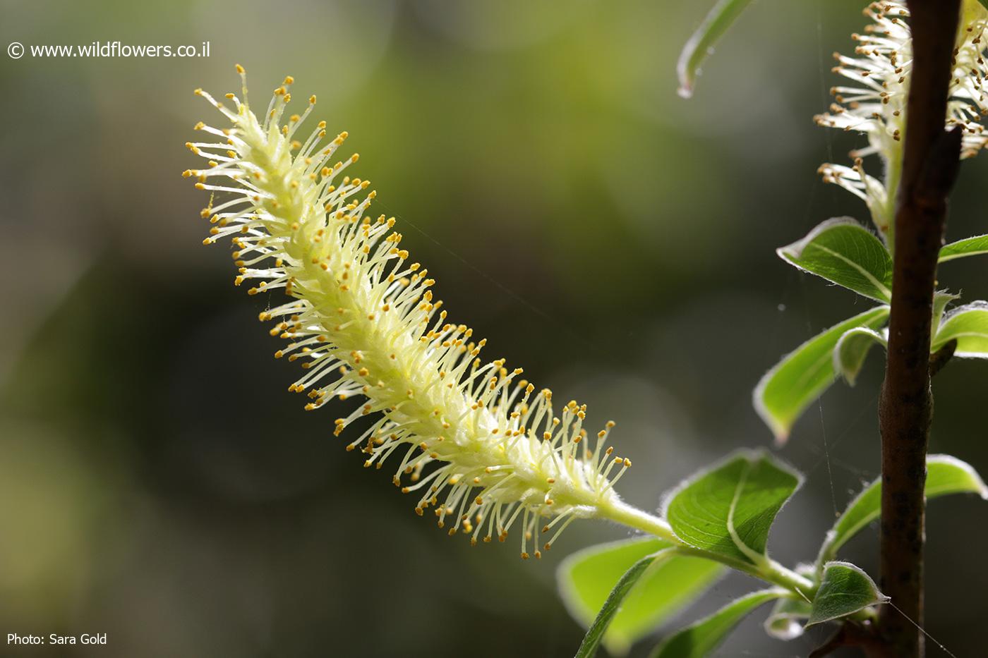 Salix acmophylla